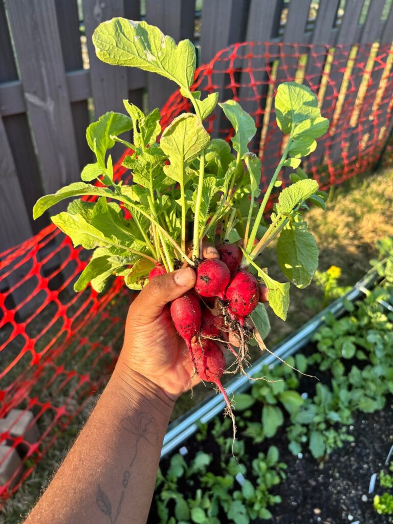 FIRST HARVEST! FIRST TIME SUCCESSFUL GARDENER! 🥳