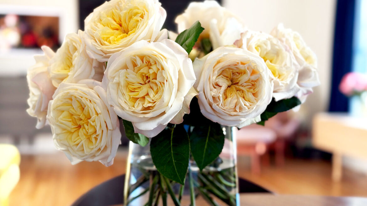 Alexandra Farms Introduces 8 New Varieties, Expanding Our Collection of Garden Roses and Dahlias Alexandra Farms Introduces 8 New Varieties, Expanding Our Collection of Garden Roses and Dahlias