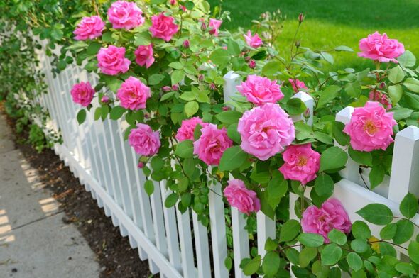Pink roses climbing on white fence. Pink roses climbing on white fence.