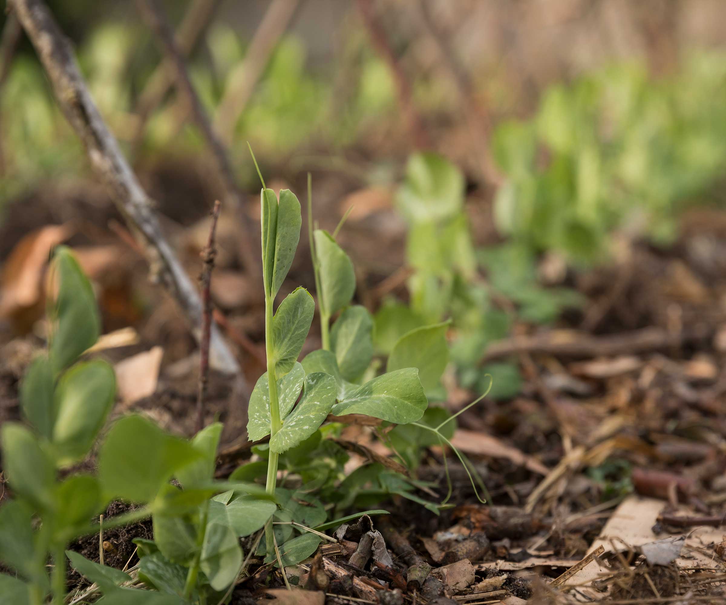 pea seedlings growing through mulch
