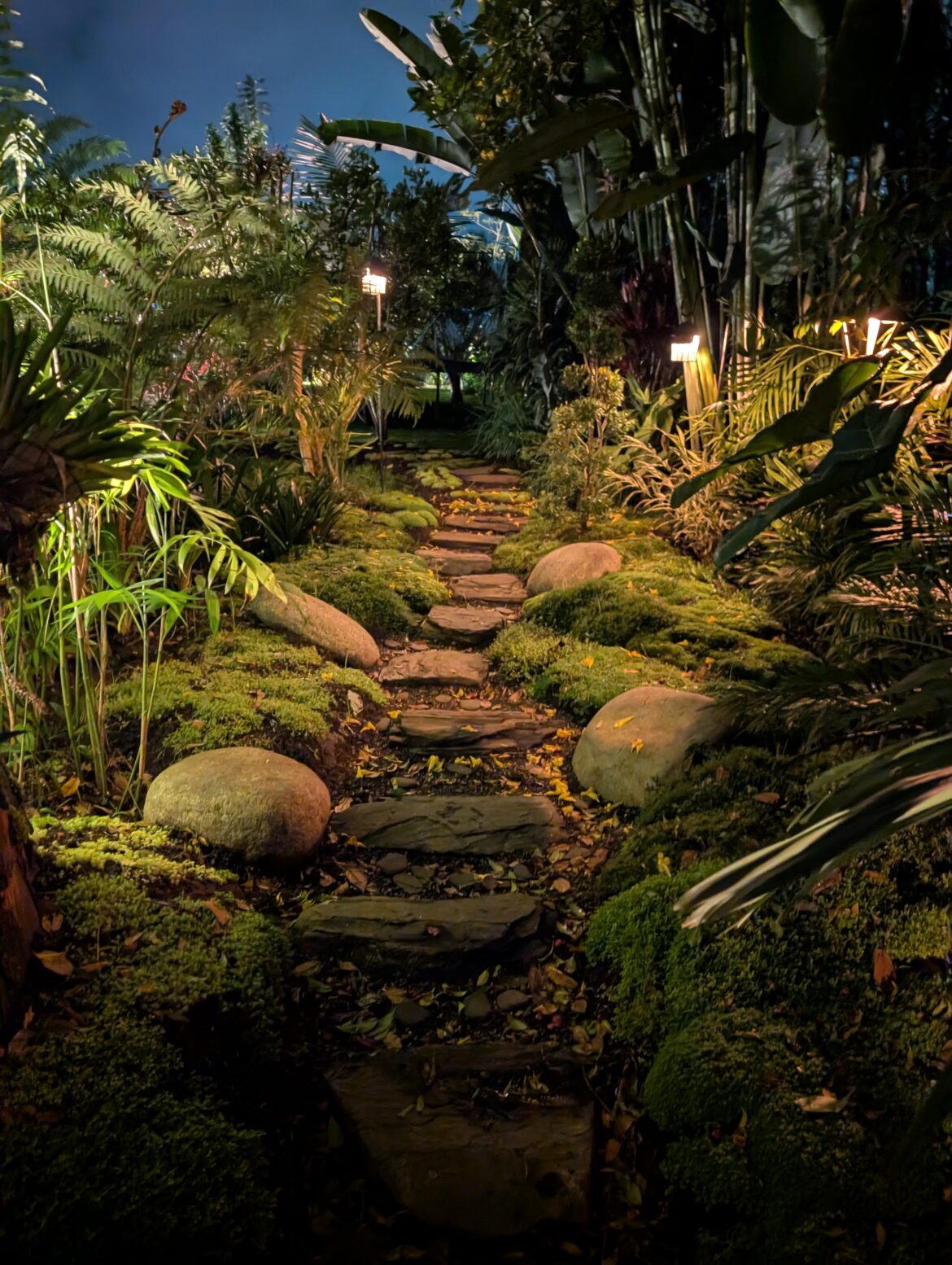 Finally my moss is spreading on my japanese tropical path!