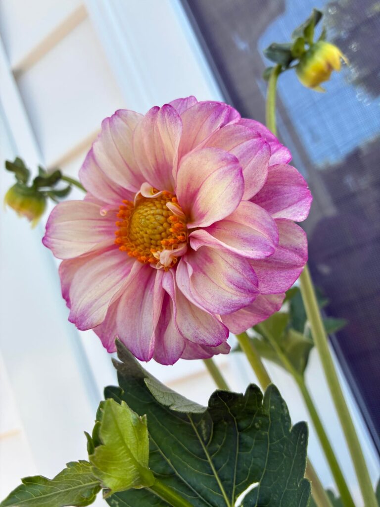 First Dahlia of the season!