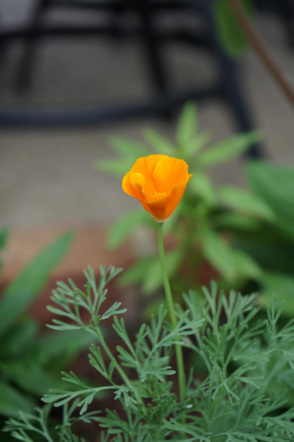 First Golden Poppy of the Season