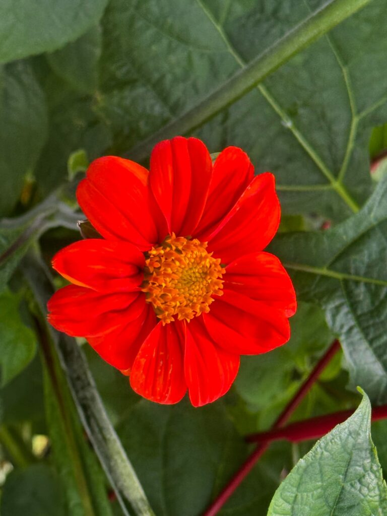 First bloom of my Mexican sunflowers