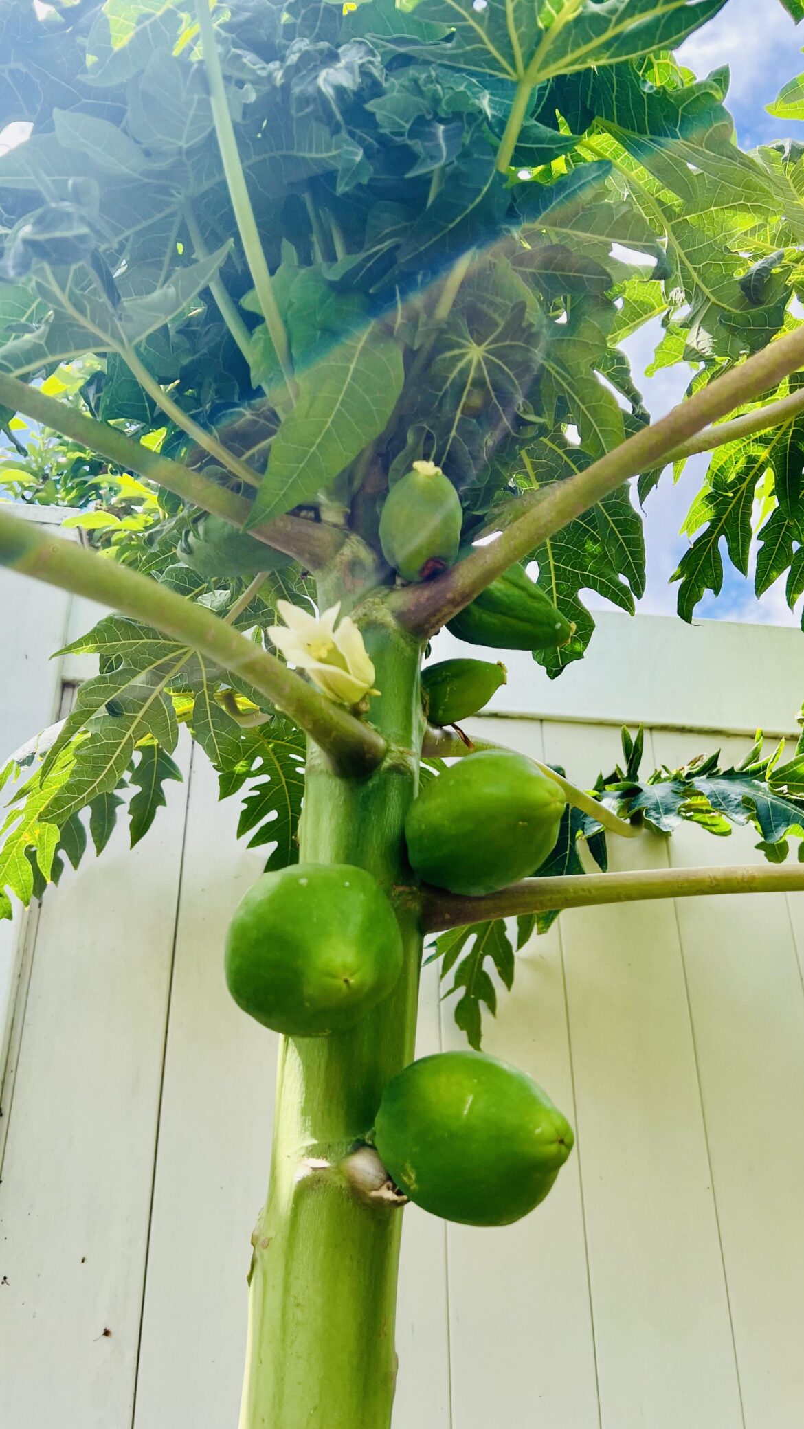 First papaya ever grown. Pretty easy from seed.