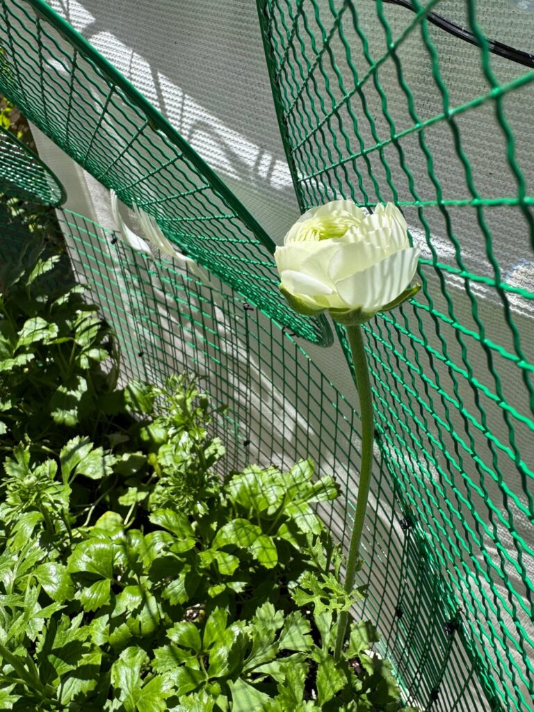 First ranunculus bloom