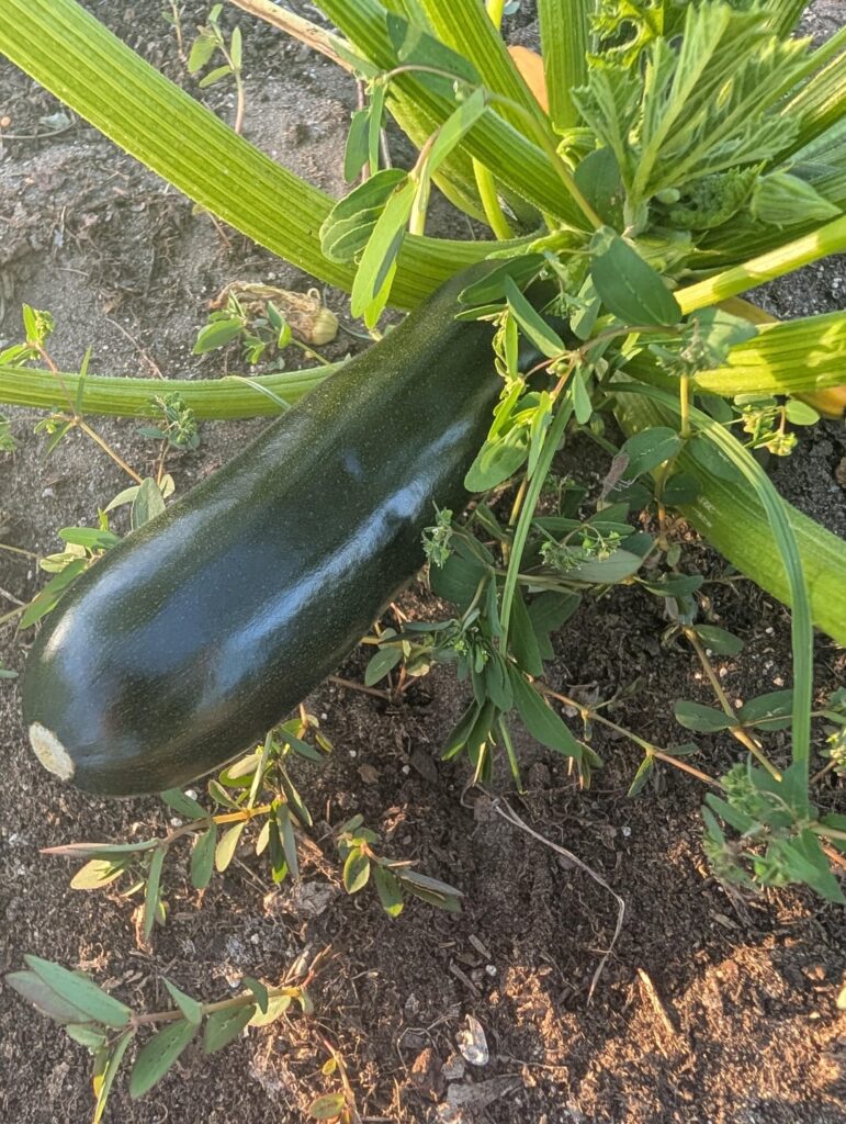 First zucchini from my zucchini plants