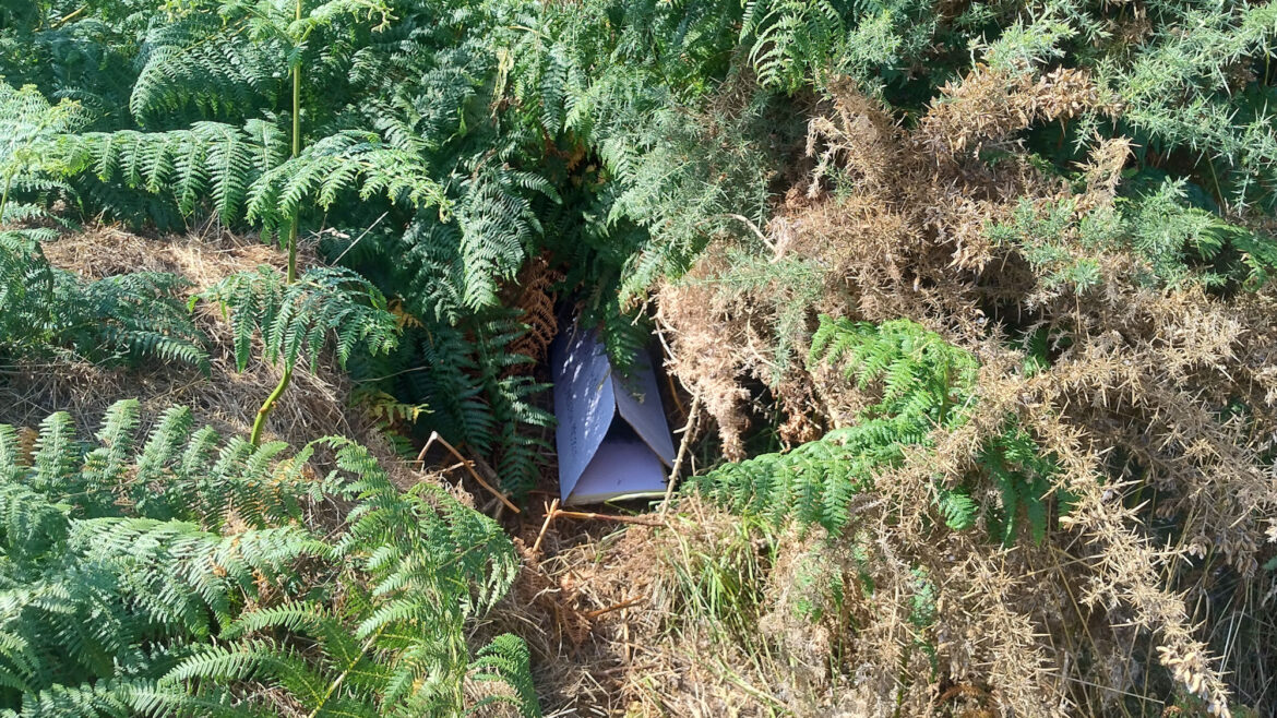 Garden Paws project launches to track small mammals in Guernsey and Herm