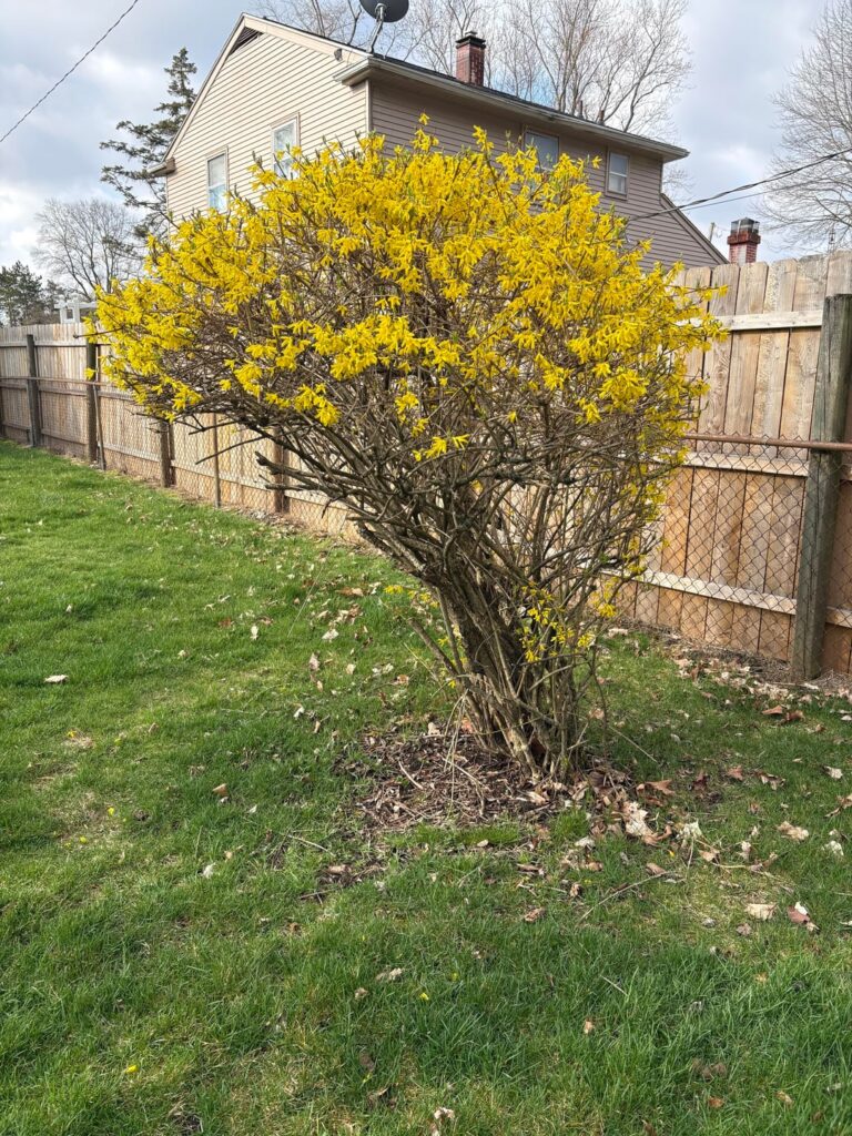 Forsythia advice