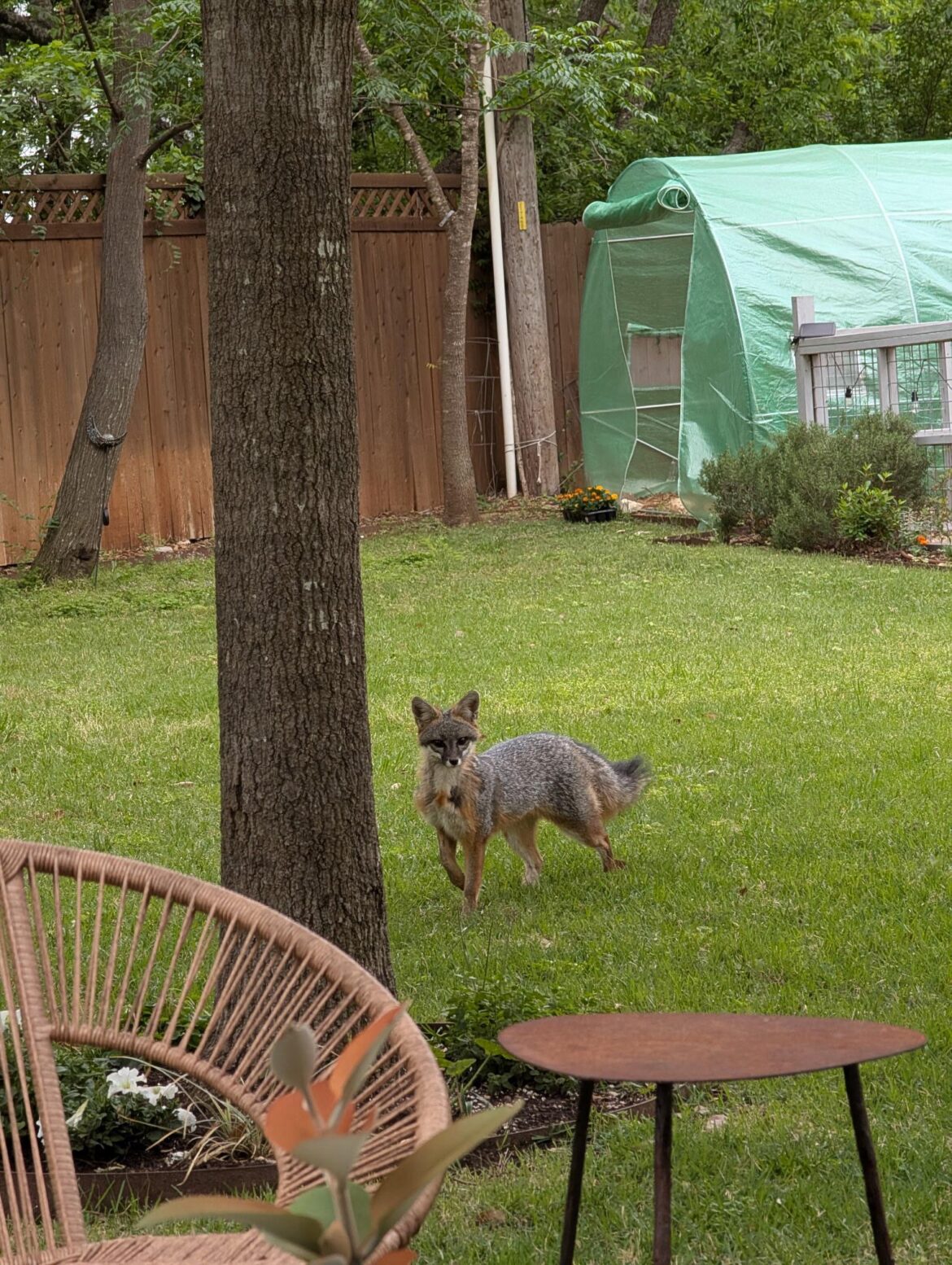 Fox in the garden!