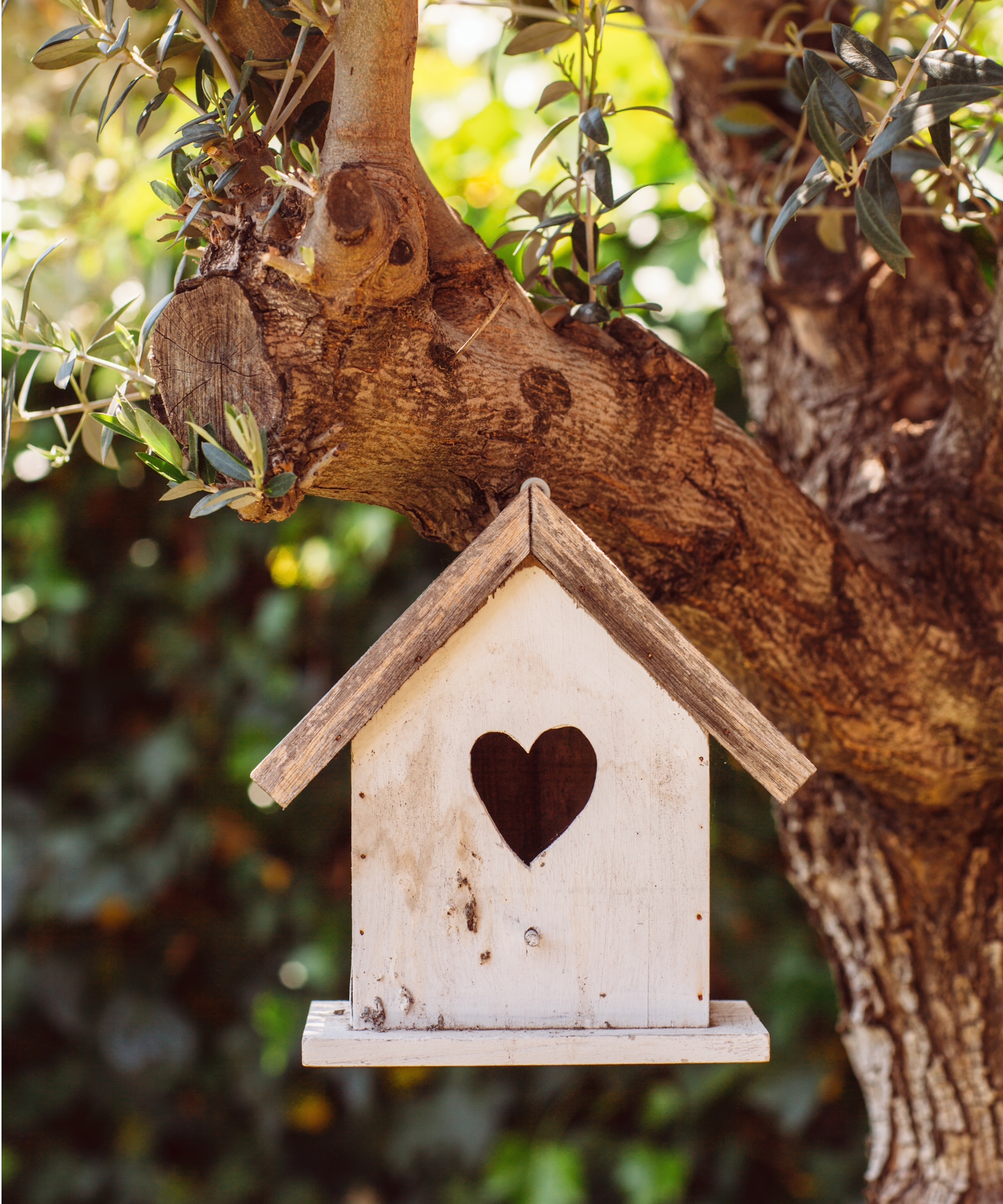 Bird house in tree