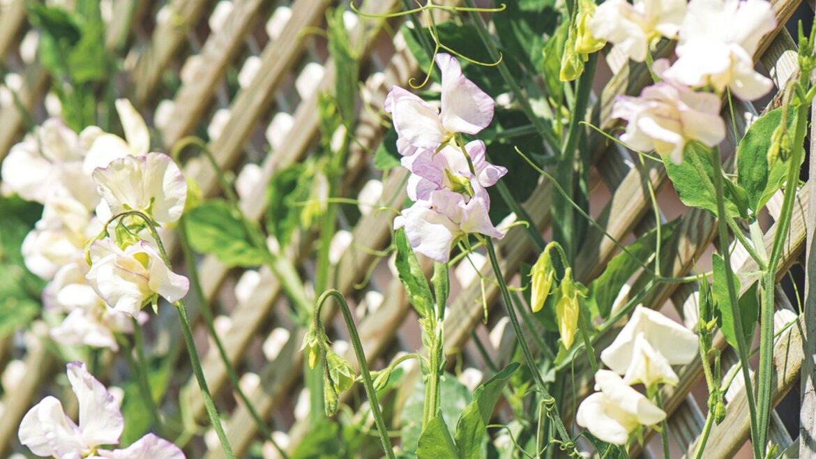 It’s time to plant sweet peas outside in April, says Monty Don