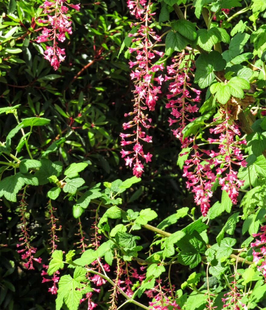 Garden workday – Times-Standard Garden workday – Times-Standard