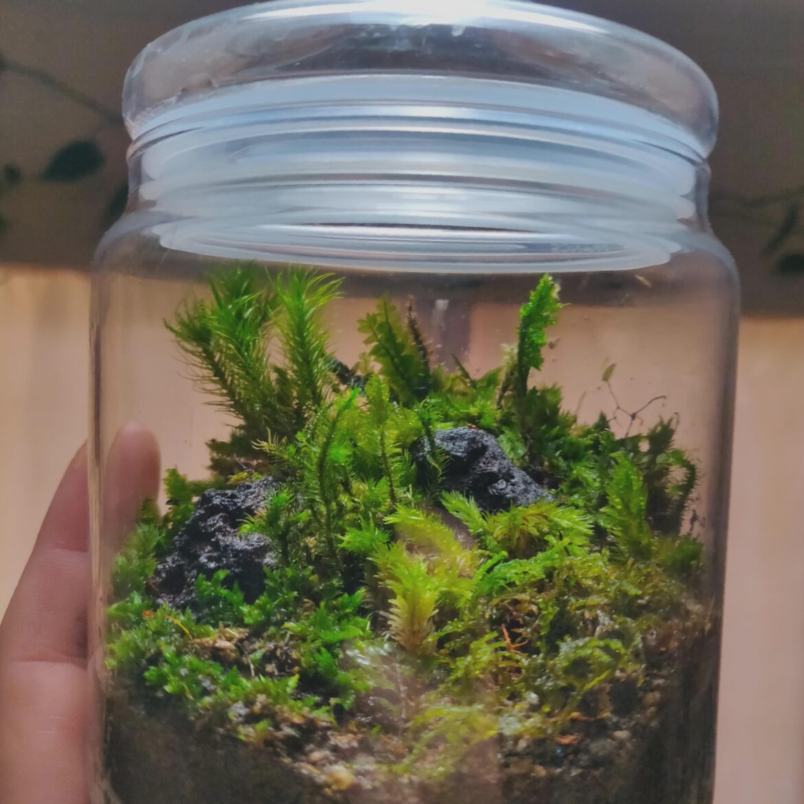 Made with moss found forest, New Zealand