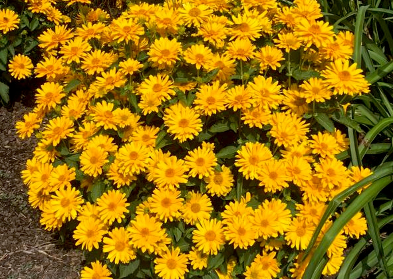 Heliopsis Sole Giatto