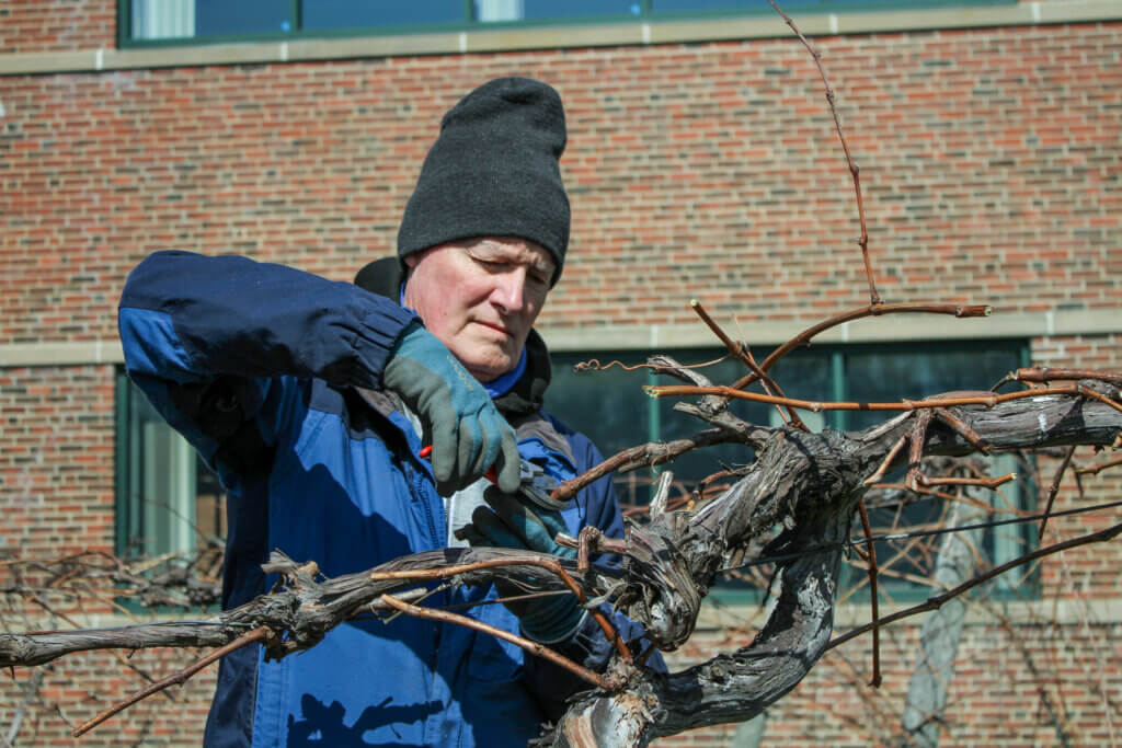 Gardeners relocate Welch’s vines as redevelopment nears Parker said Concord grapes require aggressive pruning to give them their best shot as surviving the transplant process. Photo: Dakota Antelman/The Concord Bridge