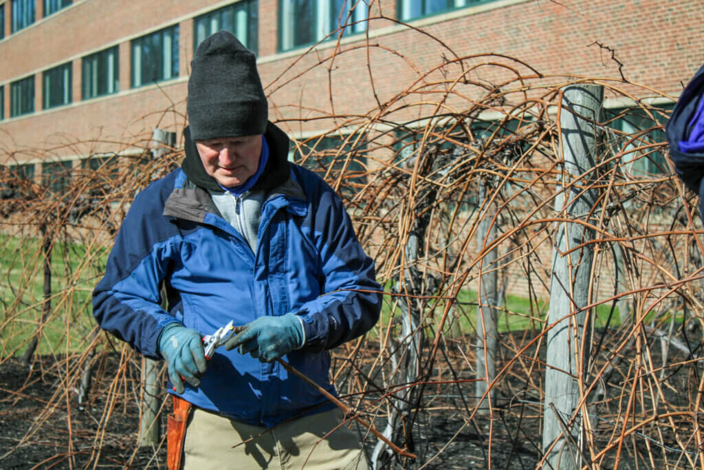 Concordian and grape expert Tim Parker prepares a cutting from the Concord grapevines at the former Welch’s headquarters on Baker Avenue. Photo: Dakota Antelman/The Concord Bridge