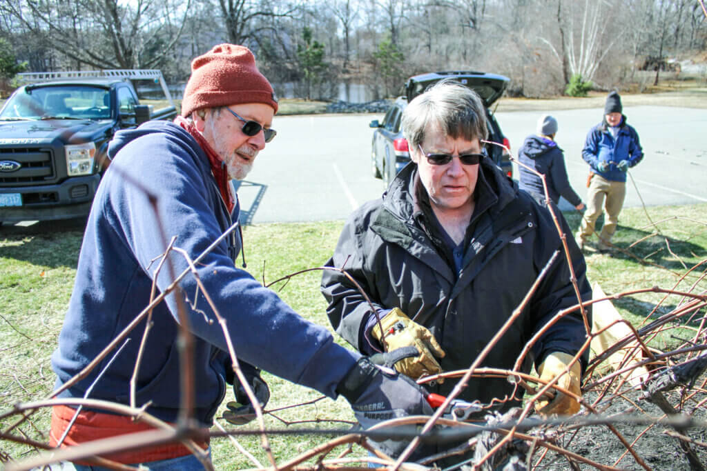 Timothy Wheeler House board members Ray Andrews and Phil Swain helped prune the grapevines and hope to grow the plants at the Walden Street senior living facility. Photo: Dakota Antelman/The Concord Bridge