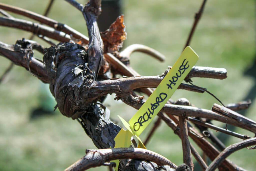 The Orchard House is one of several sites around town getting transplanted grapes from a micro-vineyard on Baker Avenue. Photo: Dakota Antelman/The Concord Bridge