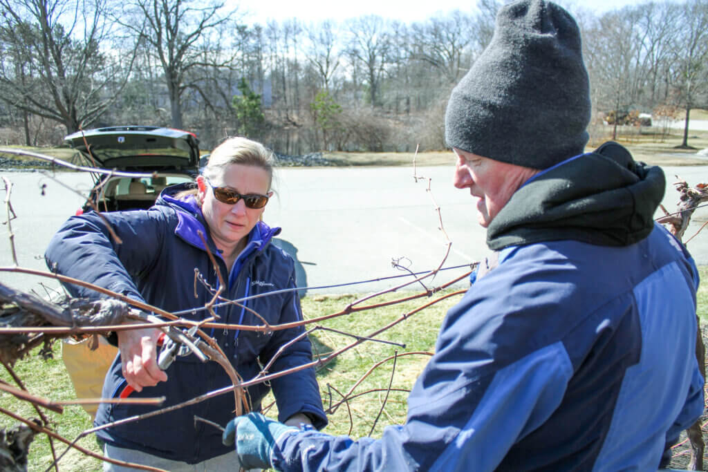 Hugh Cargill Community Garden Coordinator Michelle Wiggins cuts through a grapevine with help from Hugh Cargill gardener Tim Parker. Photo: Dakota Antelman/The Concord Bridge