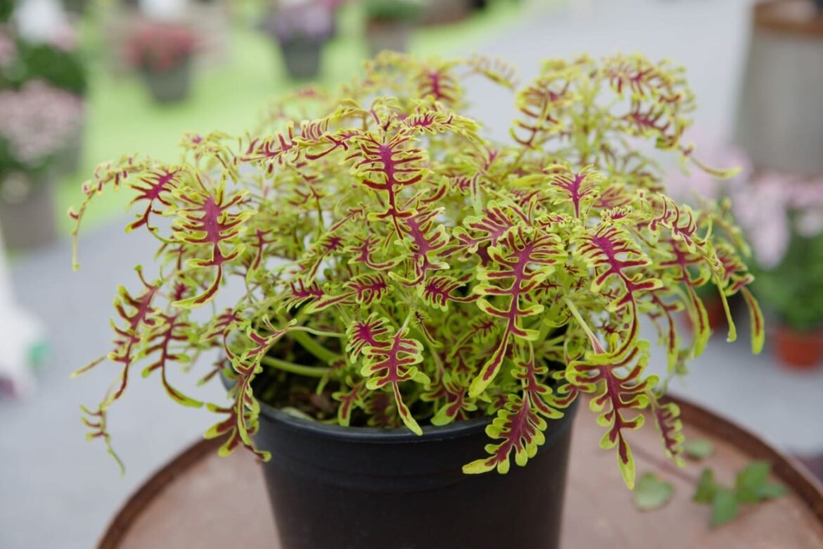 Entries open for ‘Hot Off the Potting Bench’ at BBC Gardeners’ World Live 2026