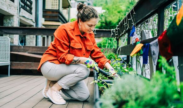 A woman gardening A woman gardening