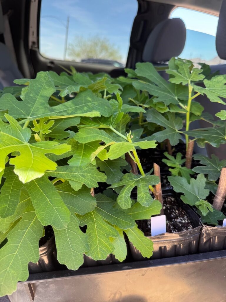Gardening takes over my life part 2