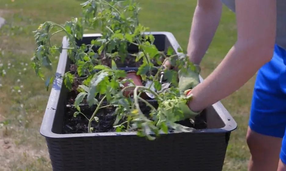 How Gardening Can Boost Your Health Gray gradient