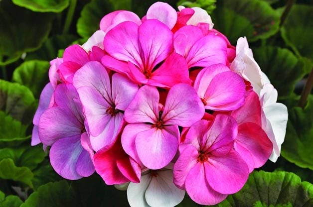 Top 10 New Plants for 2015