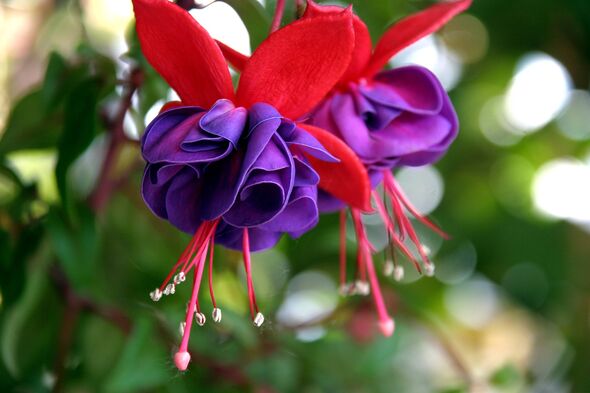 A close-up view of a vibrant flower featuring deep purple petals adorned with delicate red accents, set against a backdrop of lu