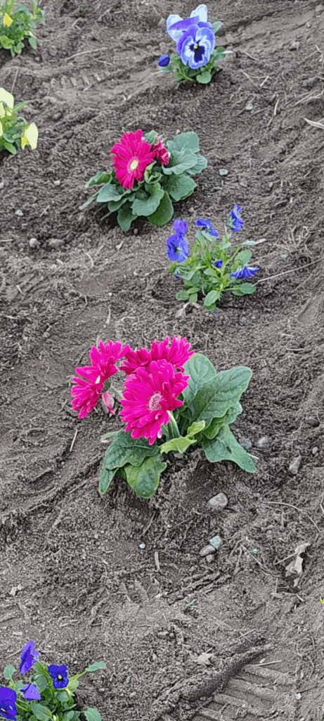 Gerbera Daisies did this overnight... Planted them yesterday. First time having a garden, total dummy here. What can I do?? First pic was from yesterday before watering.