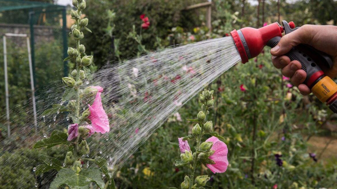 Common beginner gardening errors and simple expert fixes