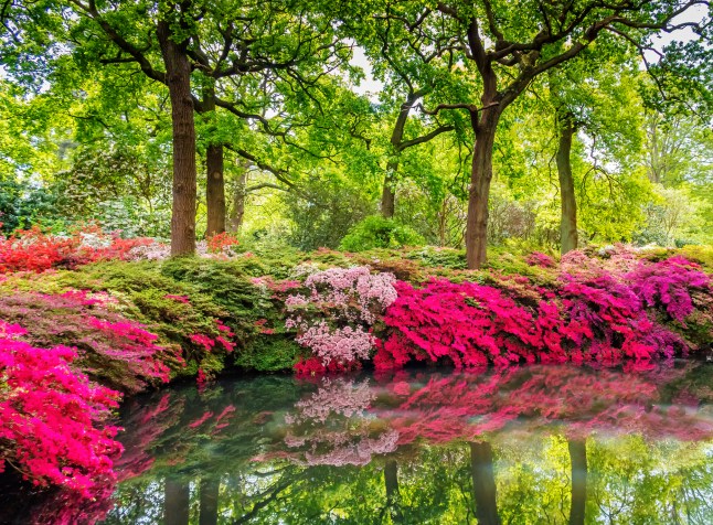 A bright view of a pond in London's Isabella Plantation, which is surrounded by fuchsia-pink flowers and light pink flowers, with trees looming over. They are reflected in the water.
