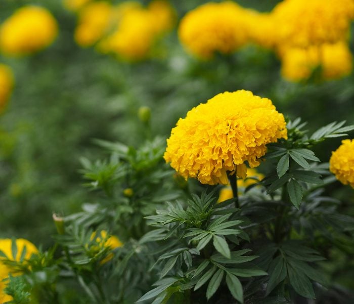 Yellow Flower African Marigold, American, Aztec, Big Marigold Scientific Name Tagetes Erecta Blooming In Garden Nature Background