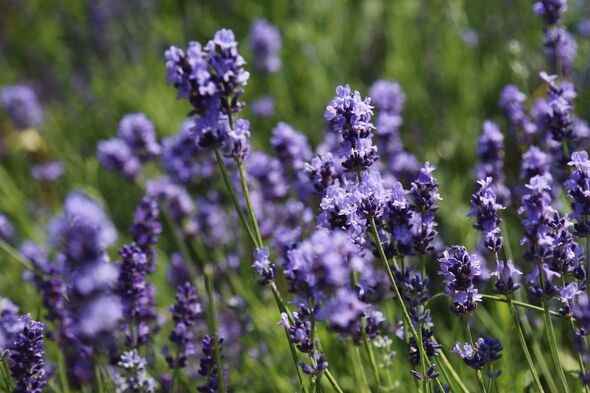 Lavender Lavender