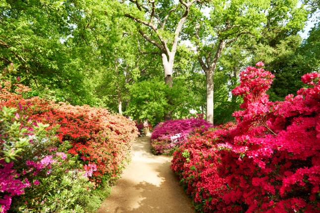 The Isabella Plantation Path, Richmond Park,