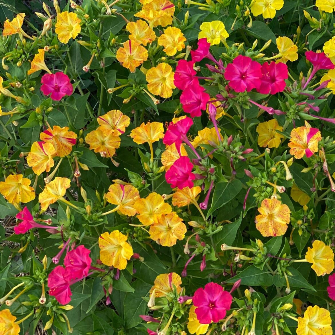 Grow Four-o'clock Flowers for Evening Blooms