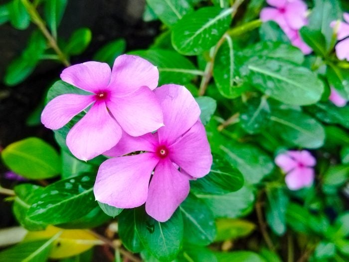 Close up photo of Pink Chataranthus roseus or Madagascar Periwinkle