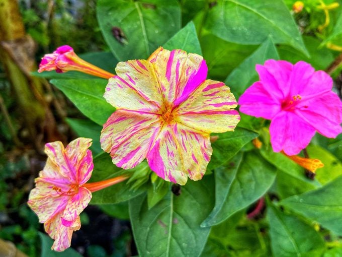 Four o'clocks or mirabilis