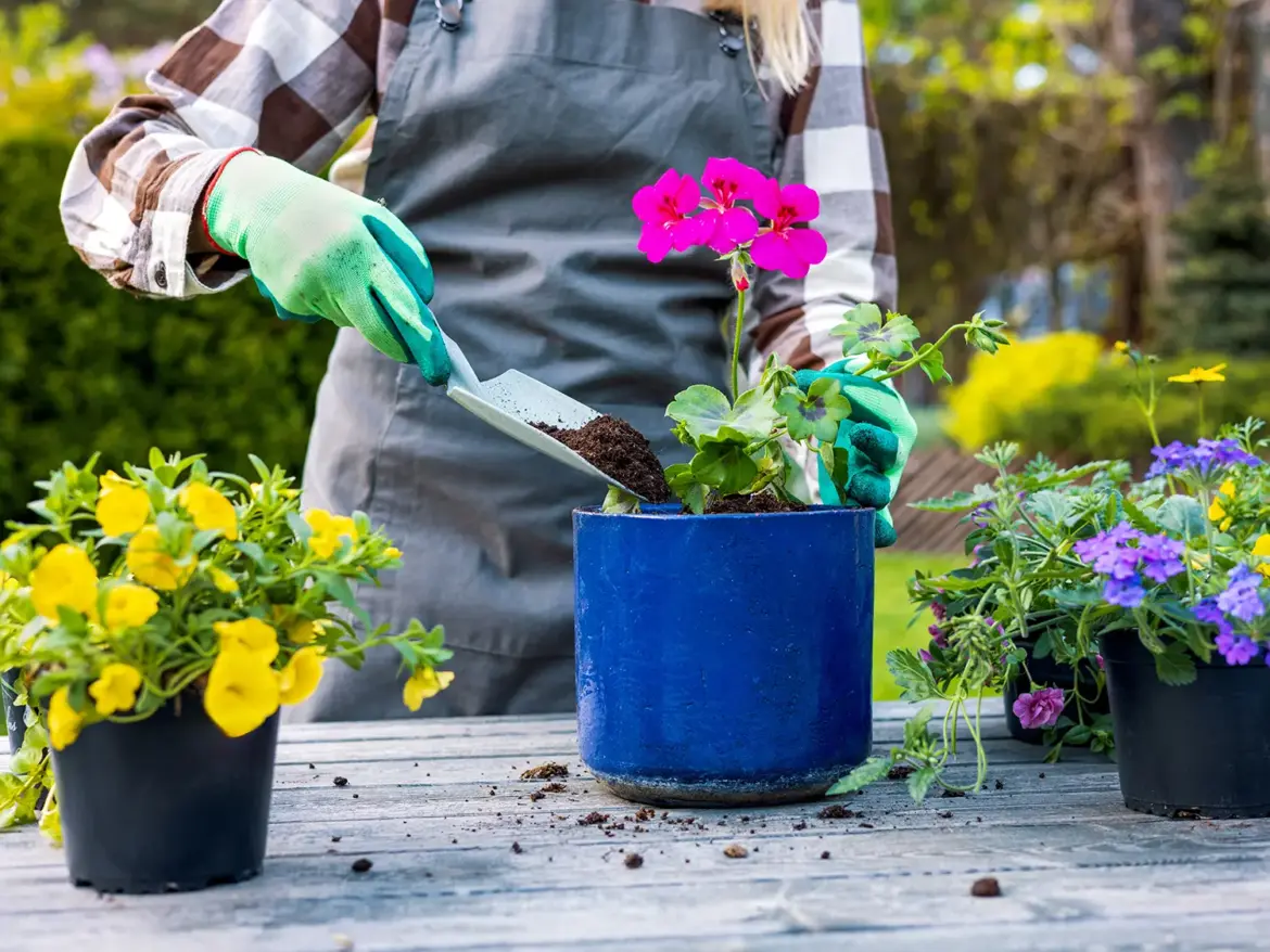 This month in your garden: May gardening tasks for St. Louis potting annuals