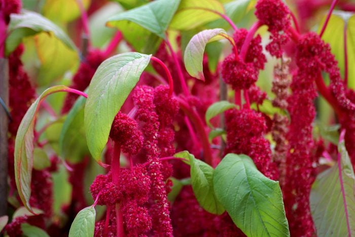 Amaranthus caudatus love-lies-bleeding plants