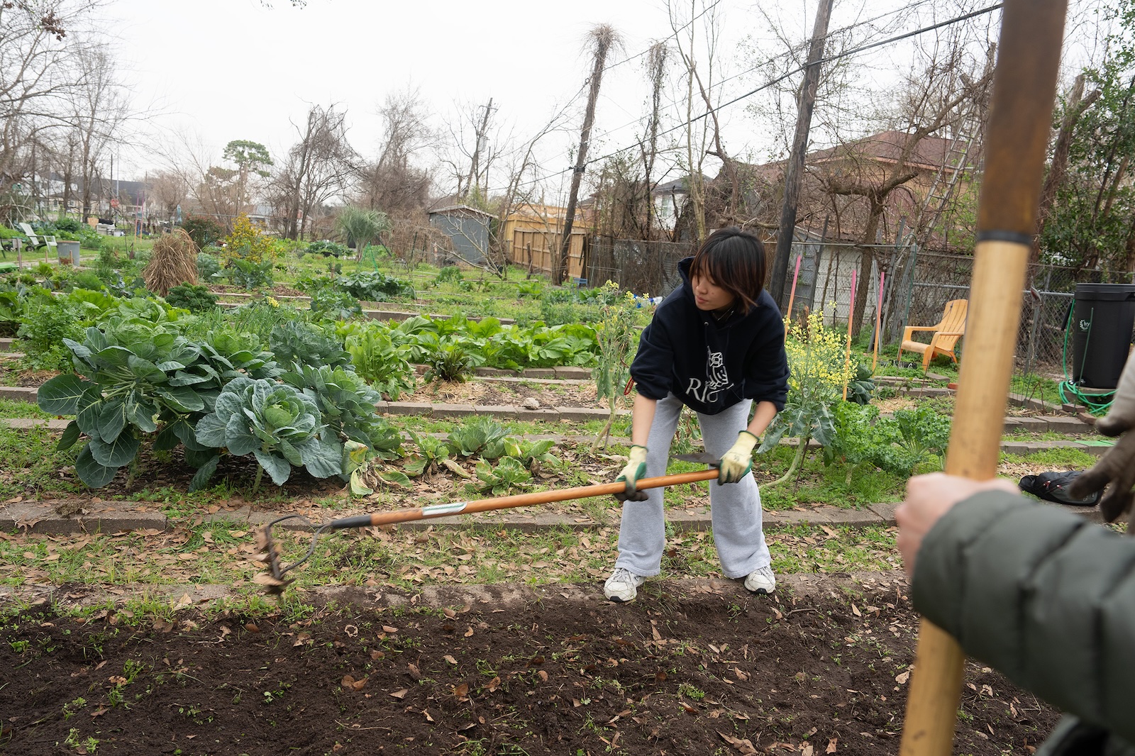 Photo of a person hoeing in a garden