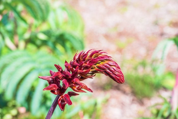 Red flower of Melianthus Major - giant honeyflower plant