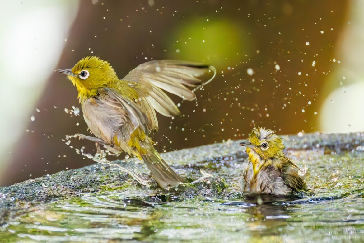 See the Winners of the NWF’s Garden for Wildlife Photo Contest See the Winners of the NWF's Garden for Wildlife Photo Contest