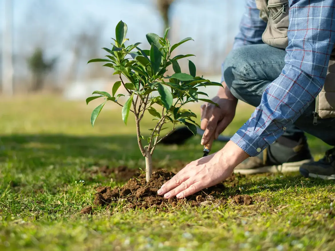 Ask Veronica: What do the pros wish you’d stop doing in your garden? planting a tree