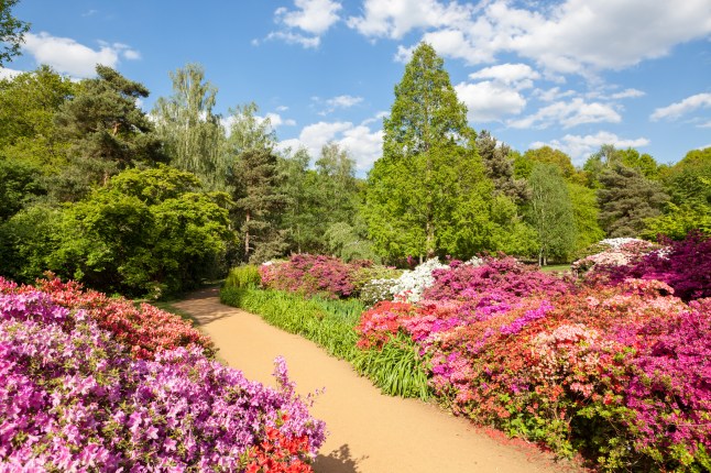 Isabella Plantation is a woodland garden in Richmond Park in south west London.