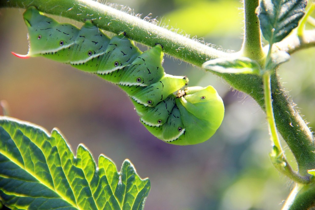 How to prevent tomato hornworms from destroying your garden vegetables – Daily News How to prevent tomato hornworms from destroying your garden vegetables – Daily News