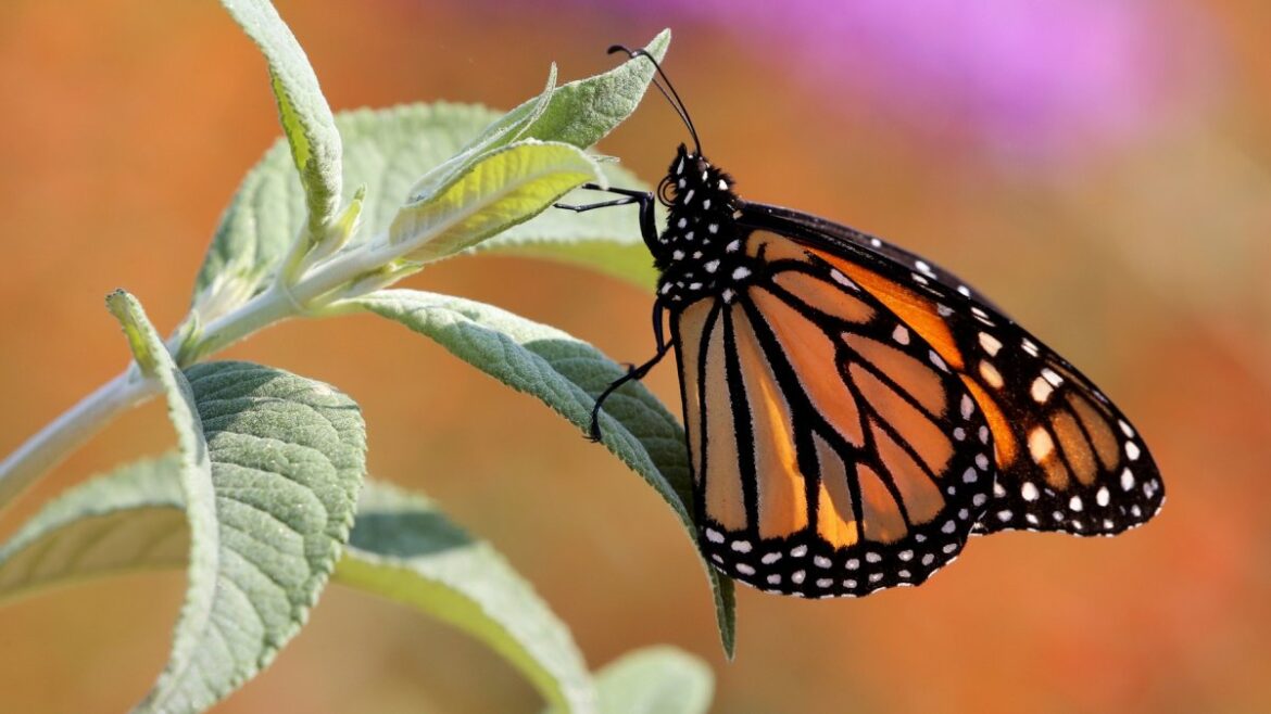 Oodles of pretty butterflies prepare to ‘SOAR’ at South Coast Botanic Garden – NBC Los Angeles