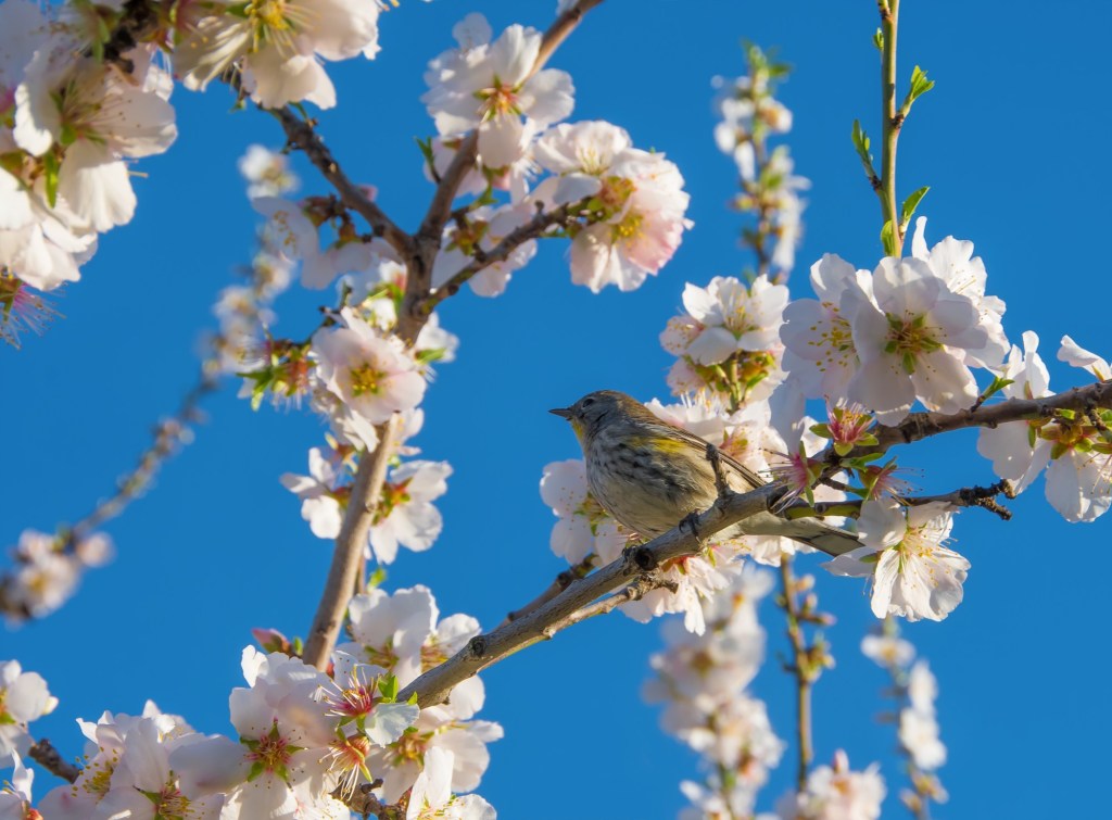 How to prevent urban wildlife from eating your garden crops – Orange County Register How to prevent urban wildlife from eating your garden crops – Orange County Register
