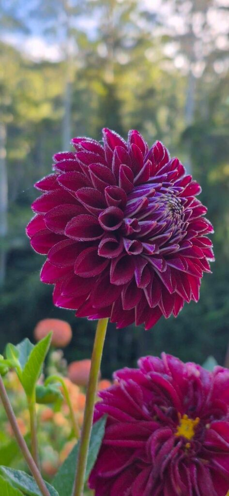 Gorgeous Dahlia